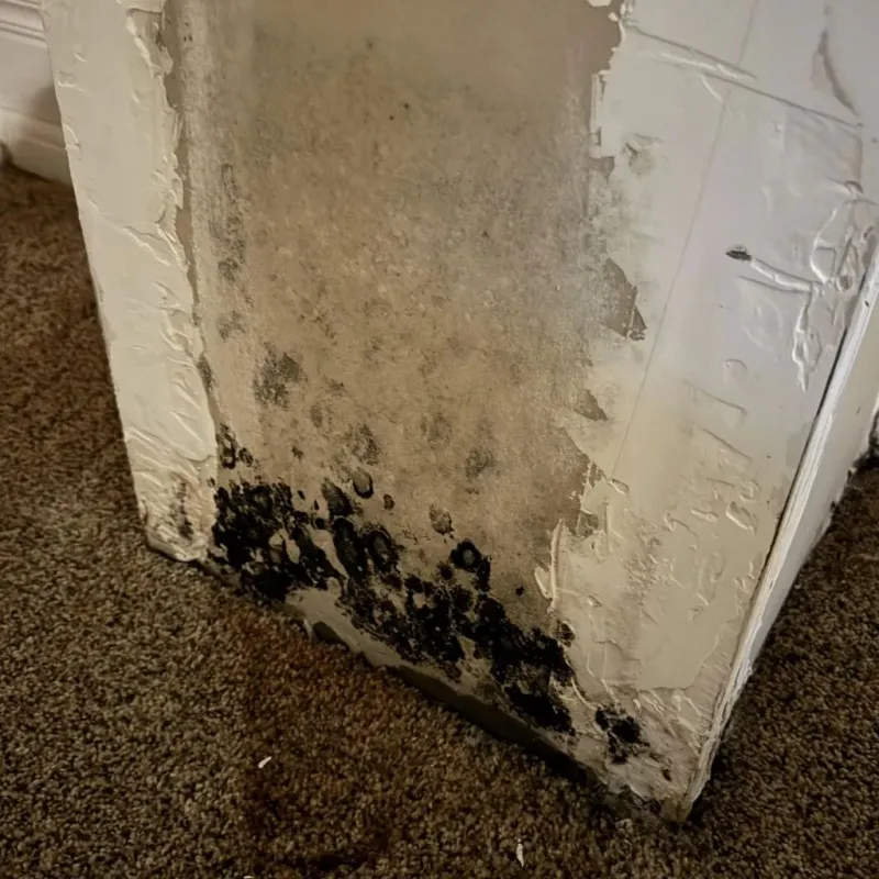 Professional Mold Removal in Kenosha, WI